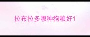 拉布拉多哪种狗粮好