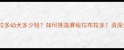 北京赛级拉布拉多幼犬多少钱如何挑选赛级拉布拉多资深犬舍为您详解