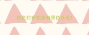 白色拉布拉多有黑色长毛