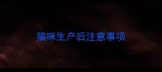 猫咪生产后注意事项