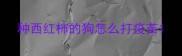 种西红柿的狗怎么打疫苗