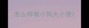 怎么样教小狗大小便