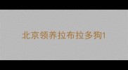 北京领养拉布拉多狗