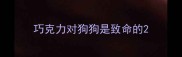 巧克力对狗狗是致命的