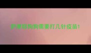 萨摩耶狗狗需要打几针疫苗