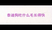 泰迪狗吃什么毛长得快