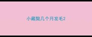 小藏獒几个月发毛