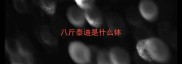 八斤泰迪是什么体