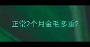 正常2个月金毛多重