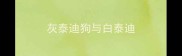 灰泰迪狗与白泰迪