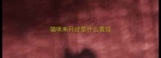 猫咪来月经是什么表现