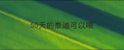 50天的泰迪可以喂
