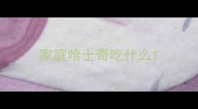 家庭哈士奇吃什么