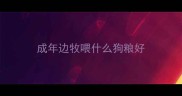 成年边牧喂什么狗粮好