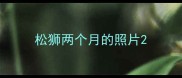 松狮两个月的照片
