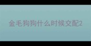 金毛狗狗什么时候交配