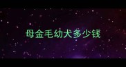 母金毛幼犬多少钱