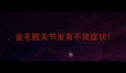 金毛髋关节发育不良症状