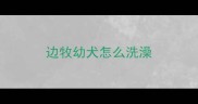边牧幼犬怎么洗澡