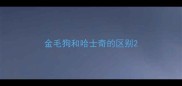 金毛狗和哈士奇的区别