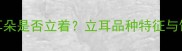 边牧的耳朵是否立着立耳品种特征与饲养指南