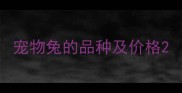 宠物兔的品种及价格