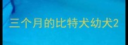 三个月的比特犬幼犬