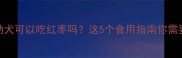 边牧幼犬可以吃红枣吗这5个食用指南你需要知道