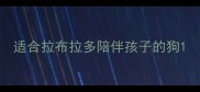 适合拉布拉多陪伴孩子的狗