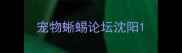 宠物蜥蜴论坛沈阳