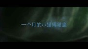 一个月的小猫得猫瘟