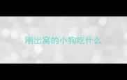 刚出窝的小狗吃什么
