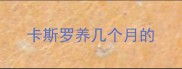 卡斯罗养几个月的