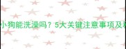 未接种疫苗的小狗能洗澡吗5大关键注意事项及科学护理指南