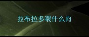拉布拉多喂什么肉