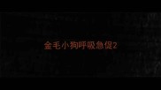 金毛小狗呼吸急促