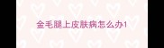 金毛腿上皮肤病怎么办