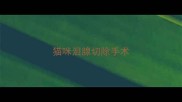 猫咪泪腺切除手术