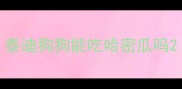 泰迪狗狗能吃哈密瓜吗