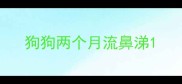 狗狗两个月流鼻涕