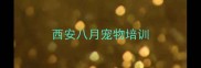 西安八月宠物培训