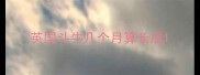 英国斗牛几个月算长成