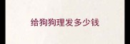 给狗狗理发多少钱