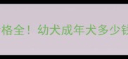 红色泰迪犬价格全幼犬成年犬多少钱附饲养指南