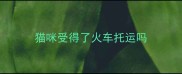 猫咪受得了火车托运吗