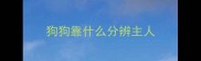 狗狗靠什么分辨主人