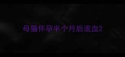 母猫怀孕半个月后流血