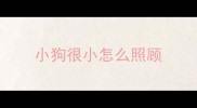 小狗很小怎么照顾