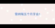 雪纳瑞五个月牙齿