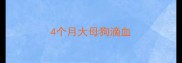 4个月大母狗滴血